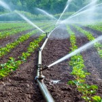 Analise microbiologica de agua para irrigacao